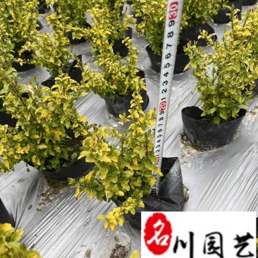 亮晶女贞杯苗出售成都苗圃基地直供优质工程绿化苗木批发