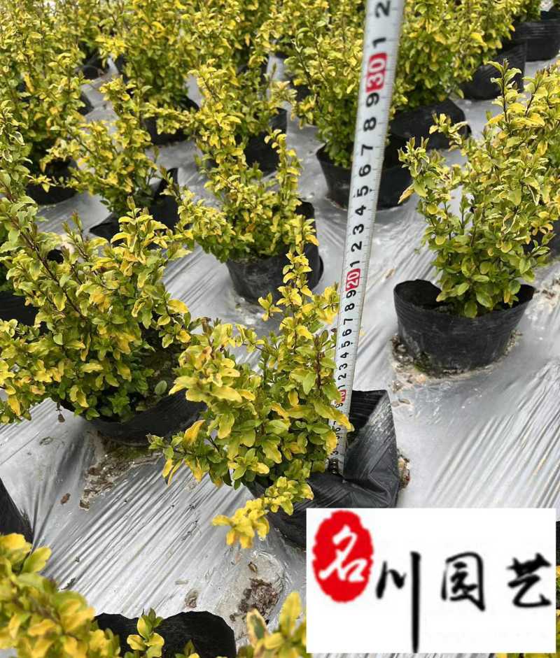 亮晶女贞杯苗出售成都苗圃基地直供优质工程绿化苗木批发