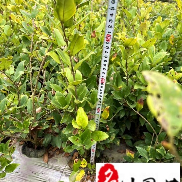 成都金森女贞杯苗特惠批发出售规格齐全量大优惠