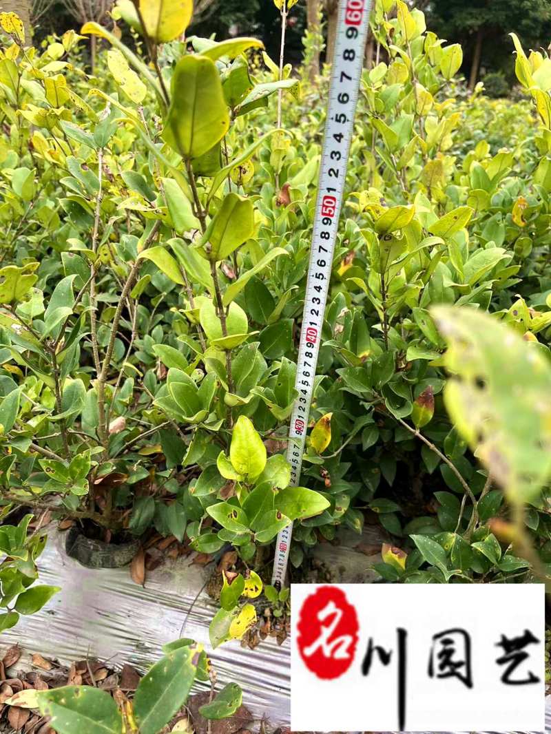 成都金森女贞杯苗特惠批发出售规格齐全量大优惠