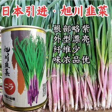 旭川红根韭菜种子，日本引进，味道浓郁，耐寒抗病，基地专用