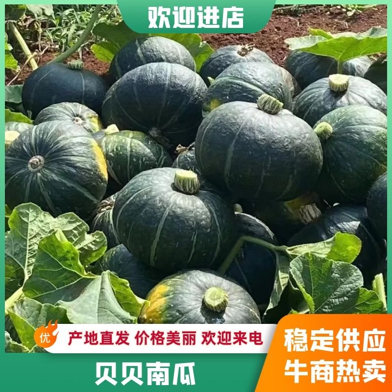 【贝贝南瓜】南瓜广东种植基地大量有货全国发货来电更优惠