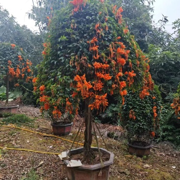 炮仗花盆景福建漳州场地直销炮仗花