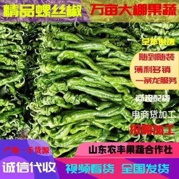 山东聊城螺丝椒陇椒大棚种植商超配货代收代发全国