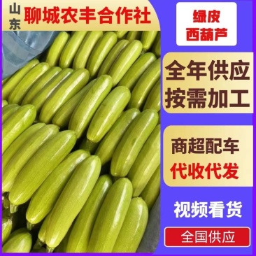 西葫芦万亩大棚绿皮西葫芦规格齐全品质好代收代发全国