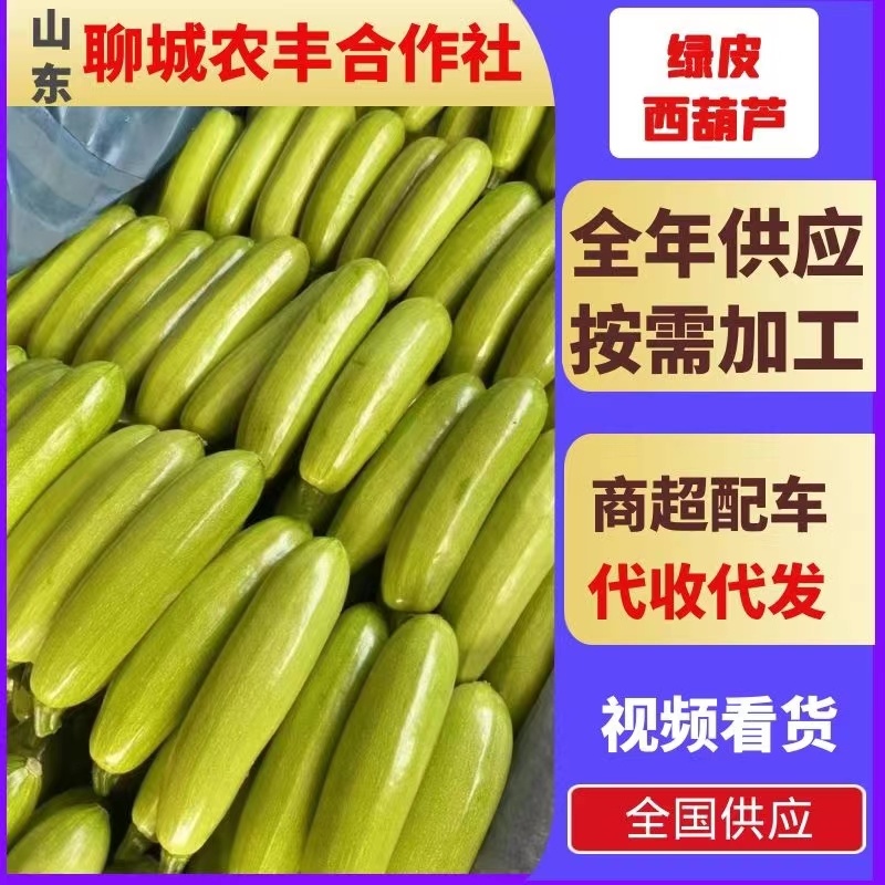 西葫芦万亩大棚绿皮西葫芦规格齐全品质好代收代发全国