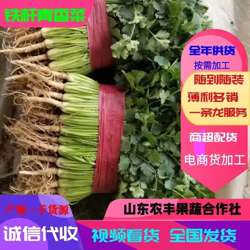 香菜聊城中叶香菜铁杆青香菜承接商超电商配货代发全国