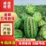 新疆西瓜,新疆西瓜代办,吐鲁番西瓜,金城五号西瓜