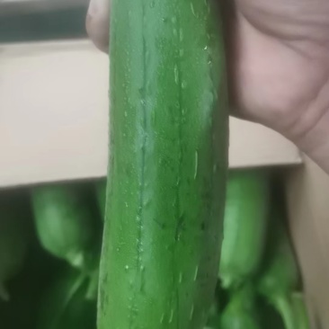 【地头直发】油皮丝瓜现货供应可按需包装保质保量诚信经营
