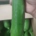【地头直发】油皮丝瓜现货供应可按需包装保质保量诚信经营