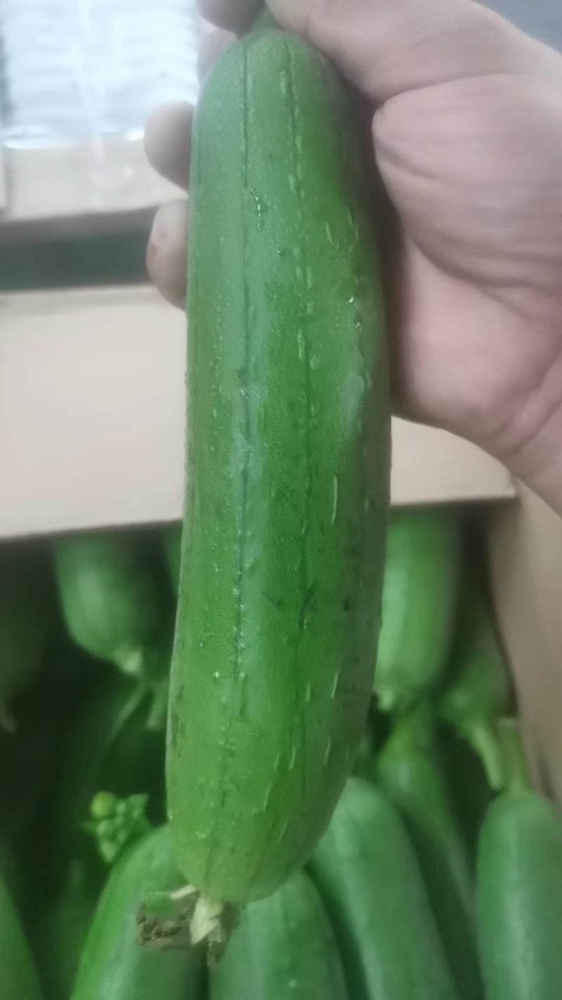 【地头直发】油皮丝瓜现货供应可按需包装保质保量诚信经营
