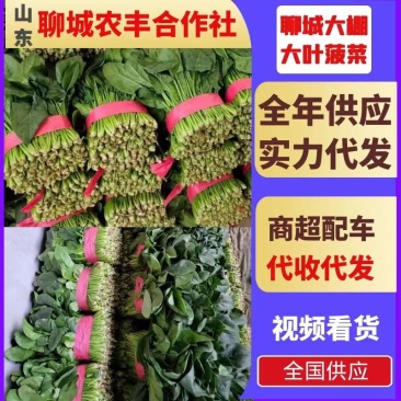 聊城大叶菠菜万亩大棚种植承接商超电商按需加工代发全国