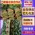 聊城大叶菠菜万亩大棚种植承接商超电商按需加工代发全国
