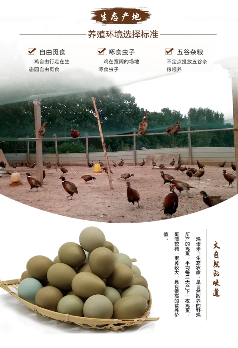 精品野鸡蛋七彩山鸡蛋大量供应品质保证欢迎咨询
