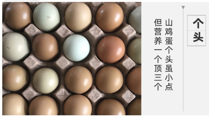 精品野鸡蛋七彩山鸡蛋大量供应品质保证欢迎咨询