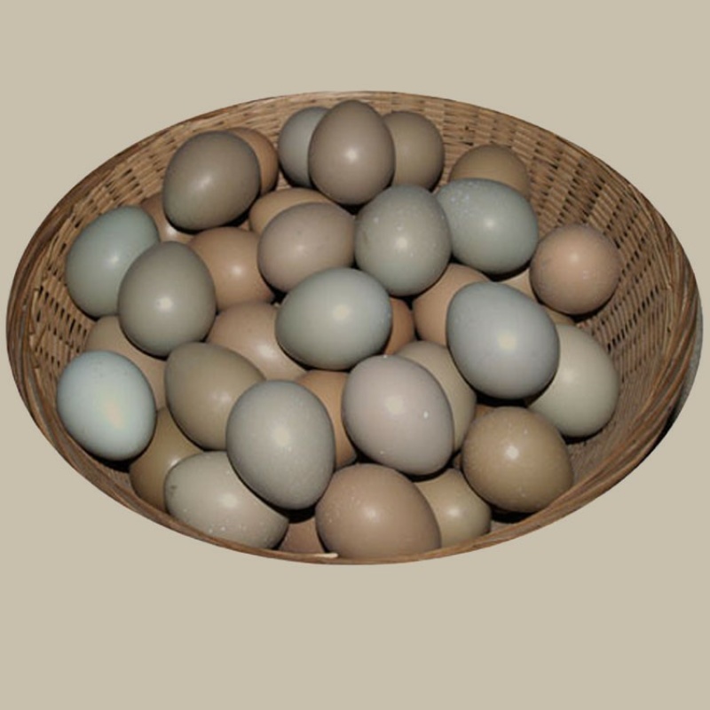 精品野鸡蛋七彩山鸡蛋大量供应品质保证欢迎咨询