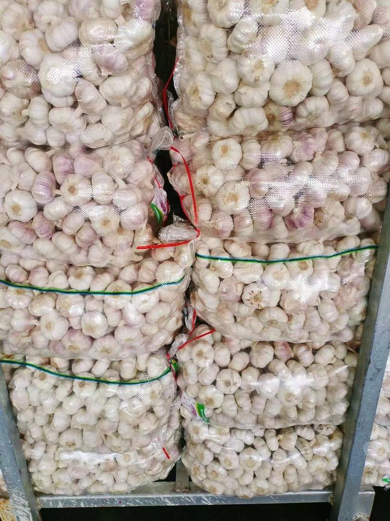 精品大蒜产地大量供应对接全国市场全国可发货欢迎咨询