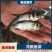 鲢鱼苗花鲢鱼苗规格齐全品种齐全存活率保障全国包邮