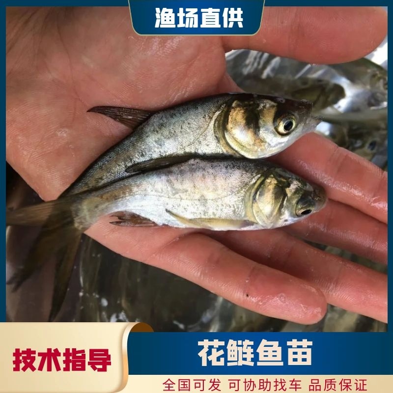 鲢鱼苗花鲢鱼苗规格齐全品种齐全存活率保障全国包邮