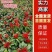 三樱椒辣椒苗/高辣829.816线椒基地培育，/可签合同