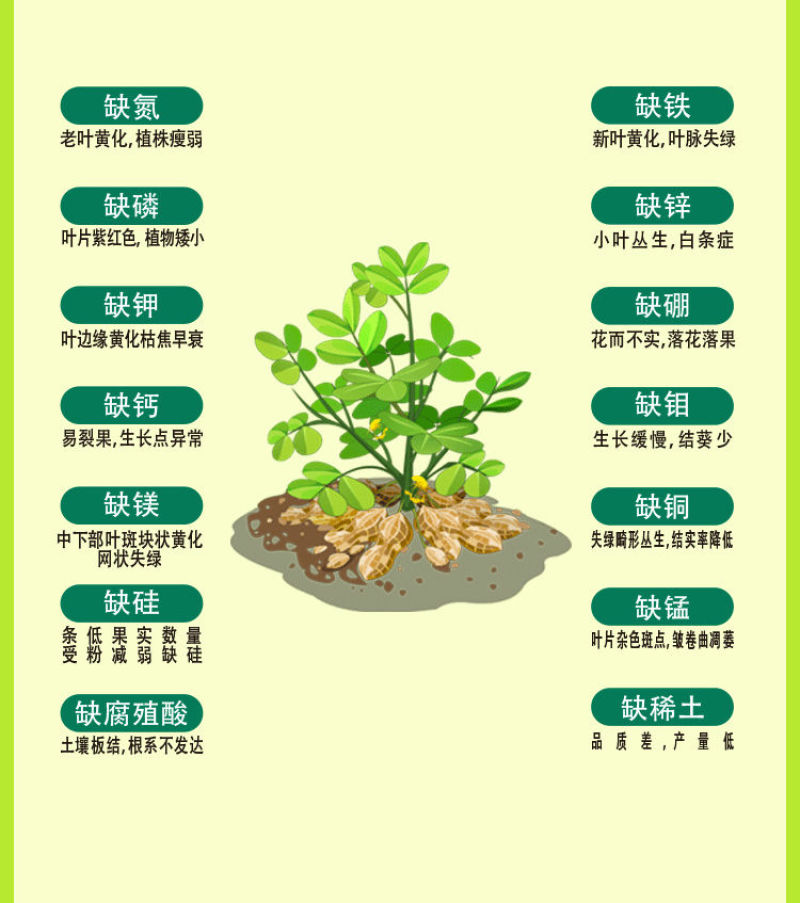 地下猛长增产地下根茎膨大素红薯土豆山药生姜大蒜花生块根膨