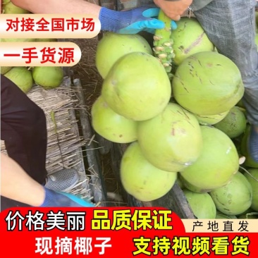 海南椰子基地大量供应，对接社区平台，市场，全国发货。