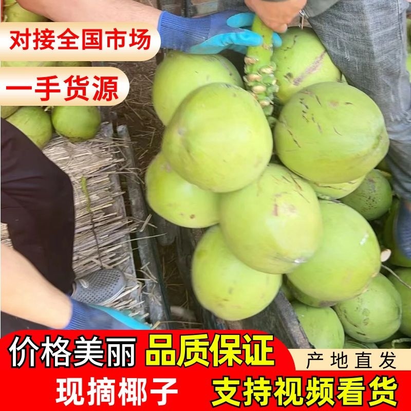 海南椰子基地大量供应，对接社区平台，市场，全国发货。