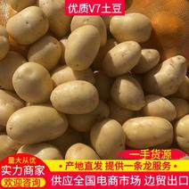 【土豆】精品v7土豆可做种子供应全国电商市场边贸出口