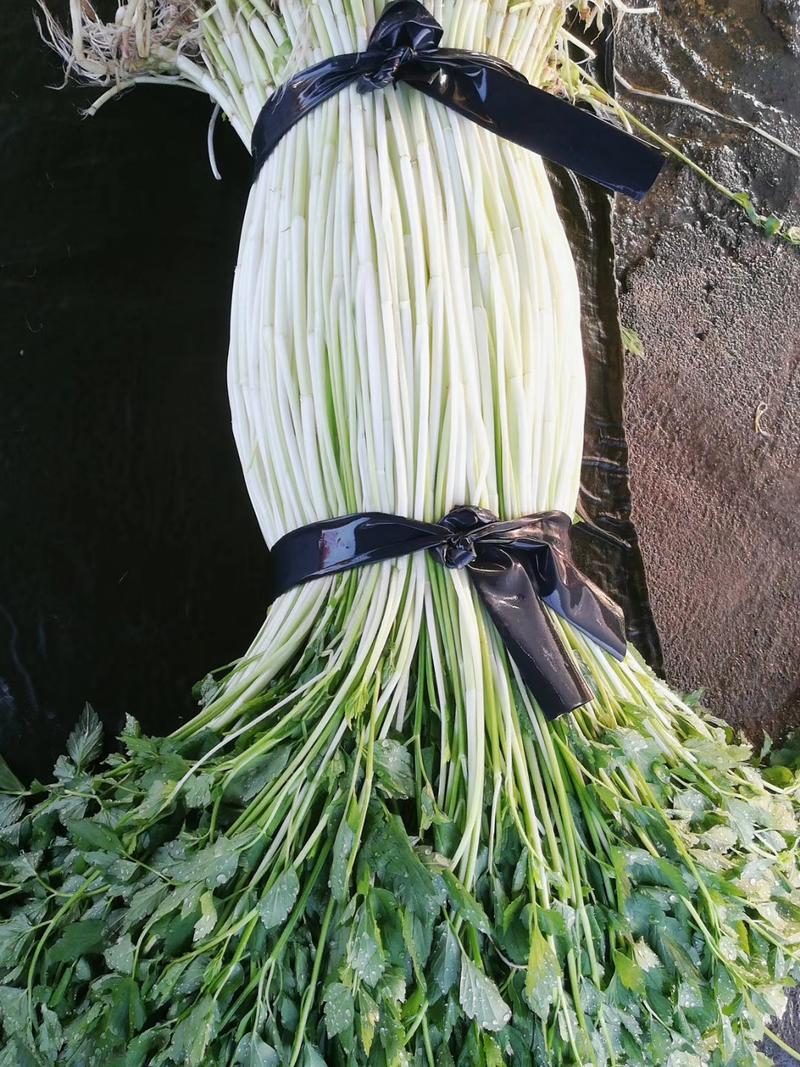 广东农户自种的水芹菜，品质保证，大量有货，欢迎联系