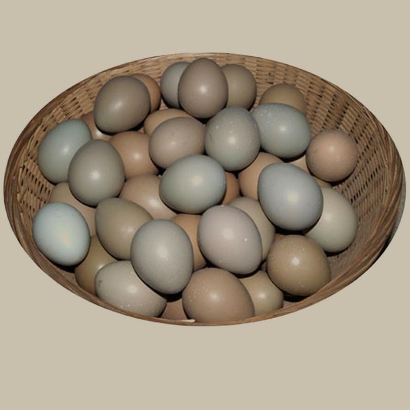 精品七彩山鸡蛋野鸡蛋大量供应全国可发货