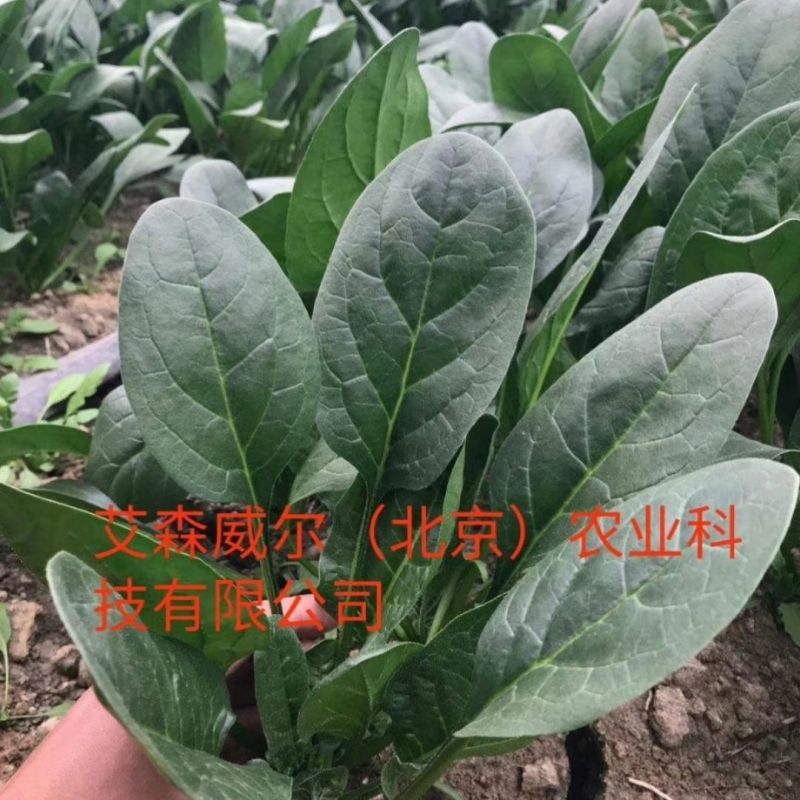 夏播王菠菜种子，耐热菠菜种子，夏季专用，抗病，耐抽苔