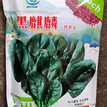 黑麒麟菠菜种子，2斤原装，叶片肥厚，抗病，耐寒，耐抽苔