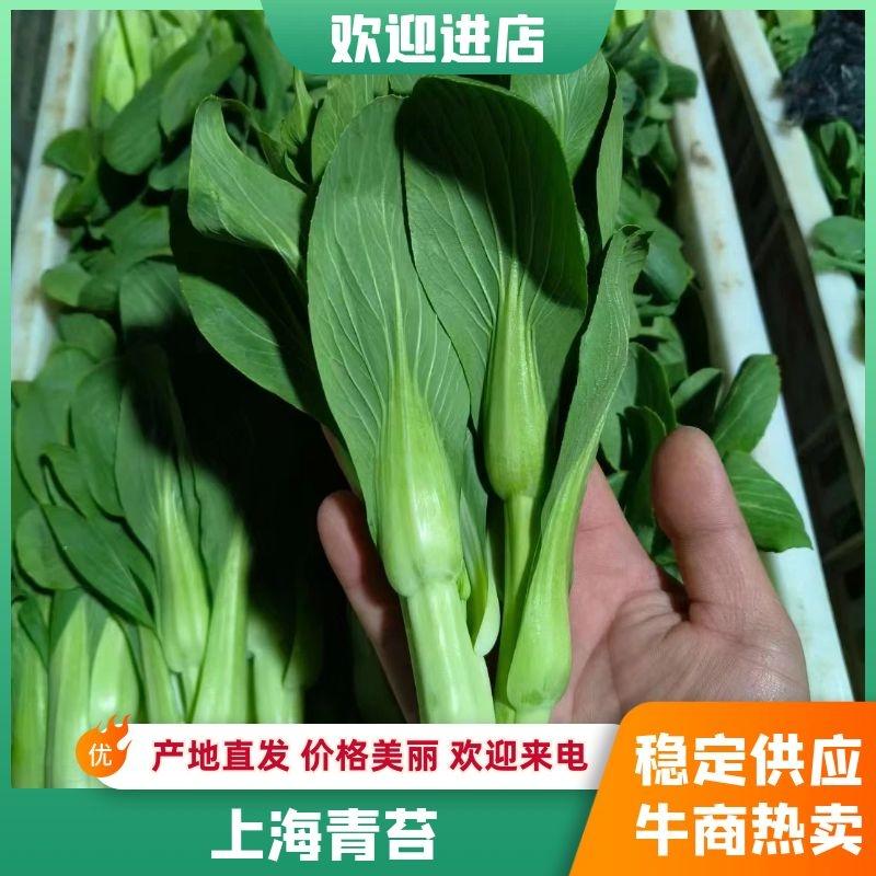 大棚精品上海青苔，毛白菜苔质量保证，产地直达！