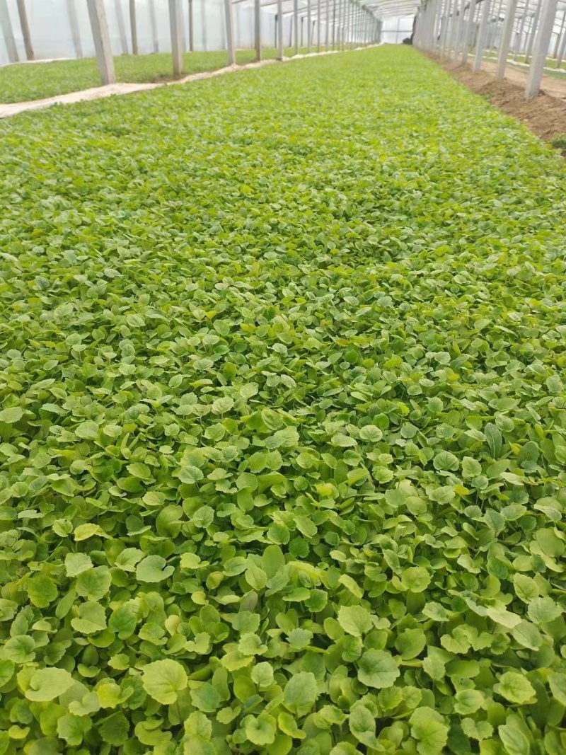 山东二月兰，大量上市，一手货源，欢迎大家来电采购