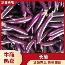 广东湛江精品长茄，百亩种植基地，支持视频选货