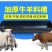 羊槽食槽牛槽食槽牛用塑料料槽饮水槽采食料槽养殖养羊用设备