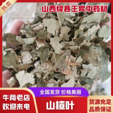 山楂叶颜色勤青大货批发零售，产地一手货源欢迎来电
