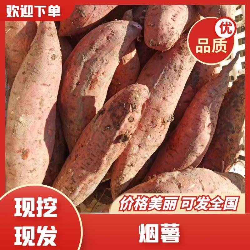 河北雄县烟薯，红薯产地直发货源充足欢迎实地考察量大从优