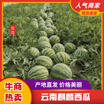 云南西瓜无籽麒麟美都西瓜,脆甜多汁,诚信经营,对接全国