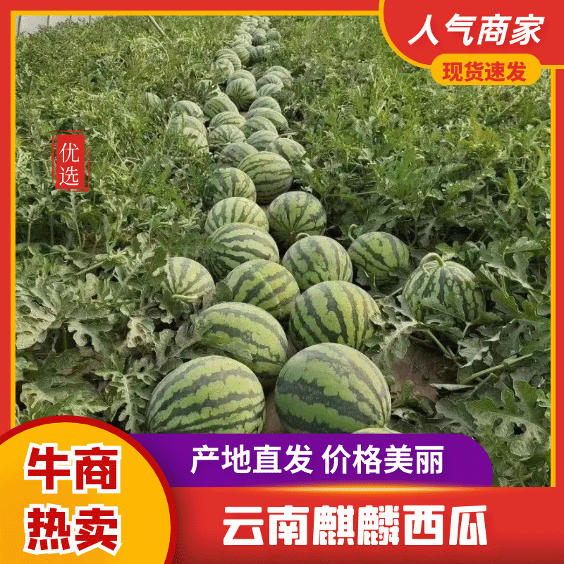云南西瓜无籽麒麟美都西瓜，脆甜多汁，诚信经营，对接全国