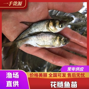 鲢鱼苗花鲢鱼苗渔场直发包成活死苗补发全国包邮