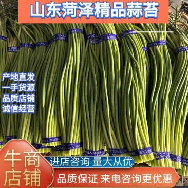 【精品红帽蒜苔】条长稍青没斑价格不贵随到随装