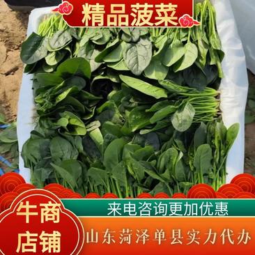 【热卖中🔥】精品菠菜大量有货17-40公分