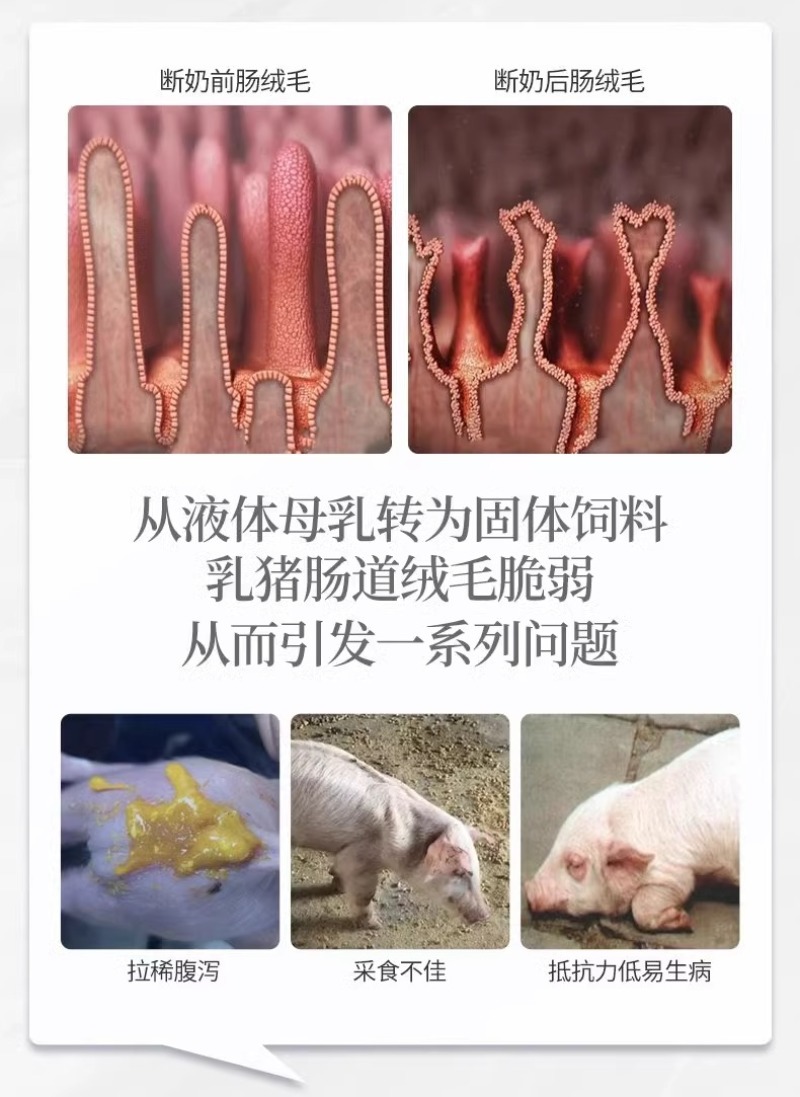 乳猪仔猪教槽料小猪开口饲料猪用全价料催肥打窝高营养诱食