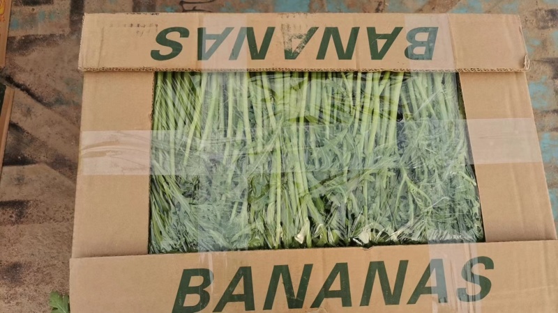 【优选商家】精品茼蒿新鲜发货可按需包装售后无忧商超市场