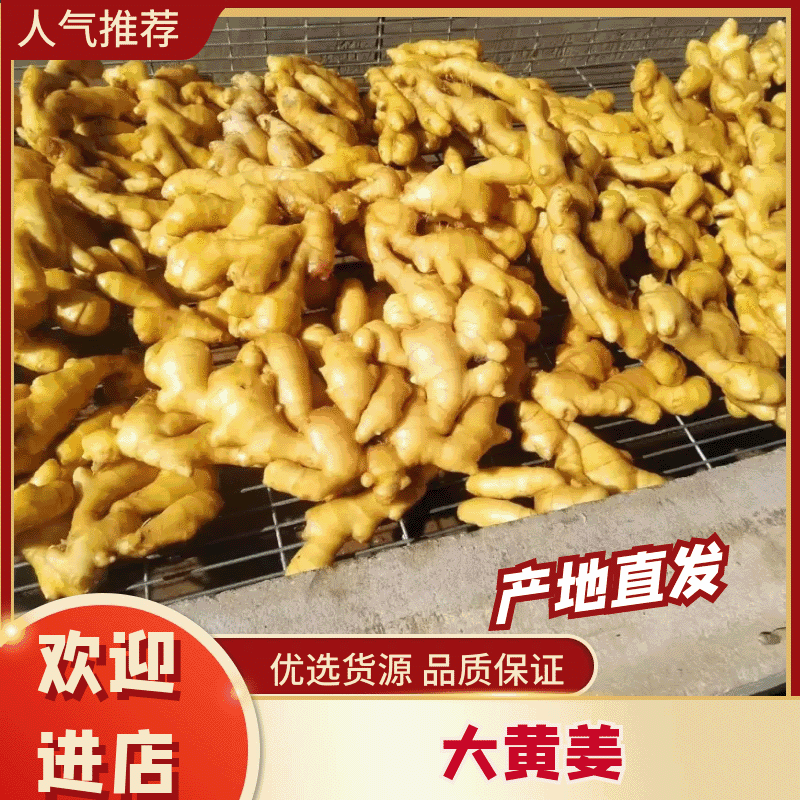 姜母大量批发鲜姜电商/外贸/批发市场/商超坏烂包赔