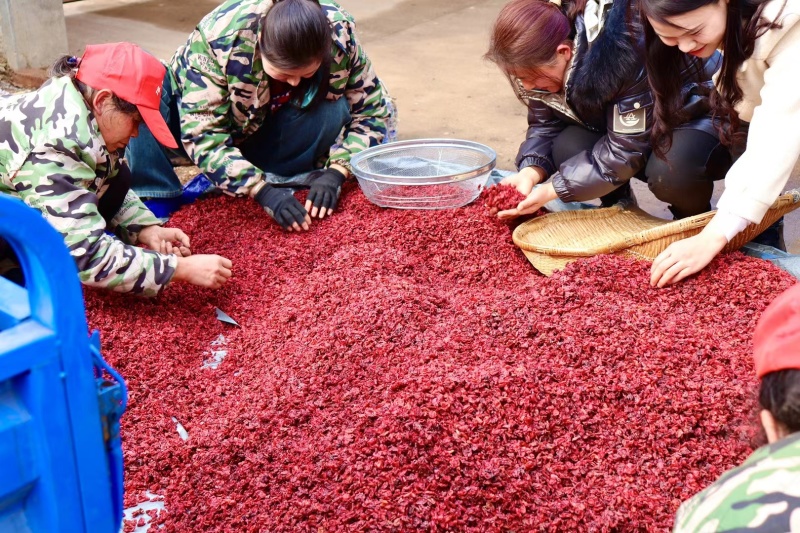道地产区商洛山茱萸直供，全干货山茱萸大货代售
