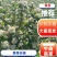 【黑果花楸】产地一手货源基地直发价格优惠全国代发
