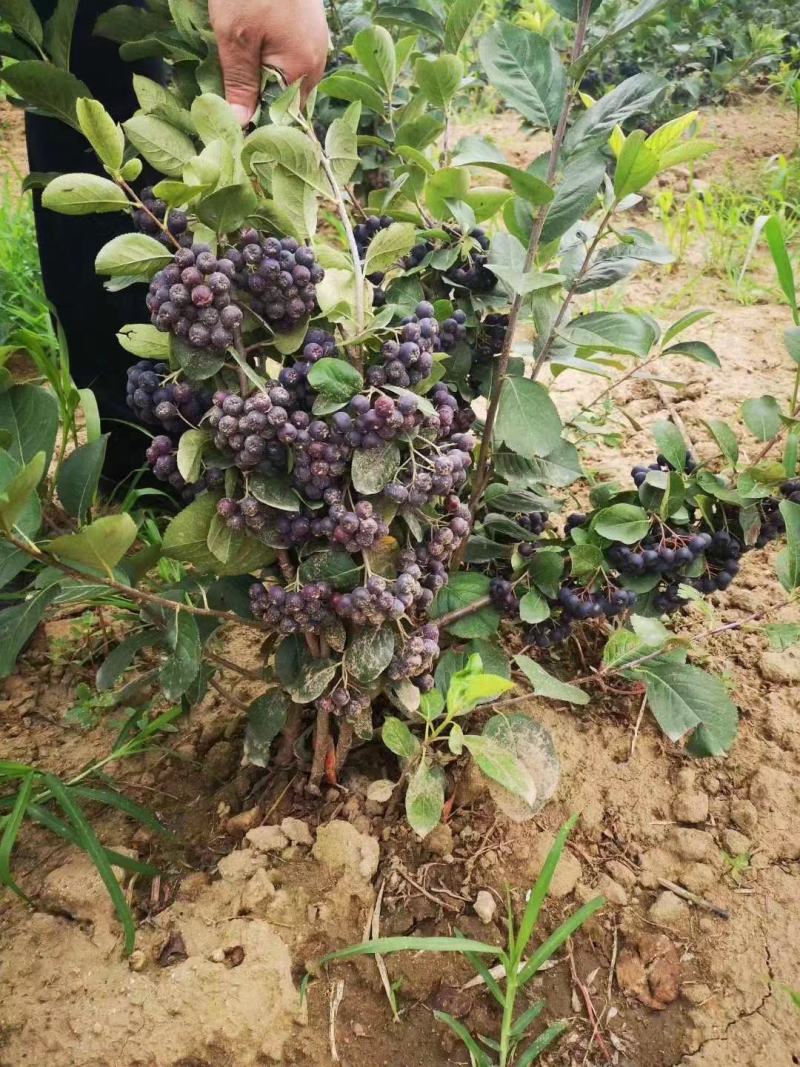 【黑果花楸】产地一手货源基地直发价格优惠全国代发