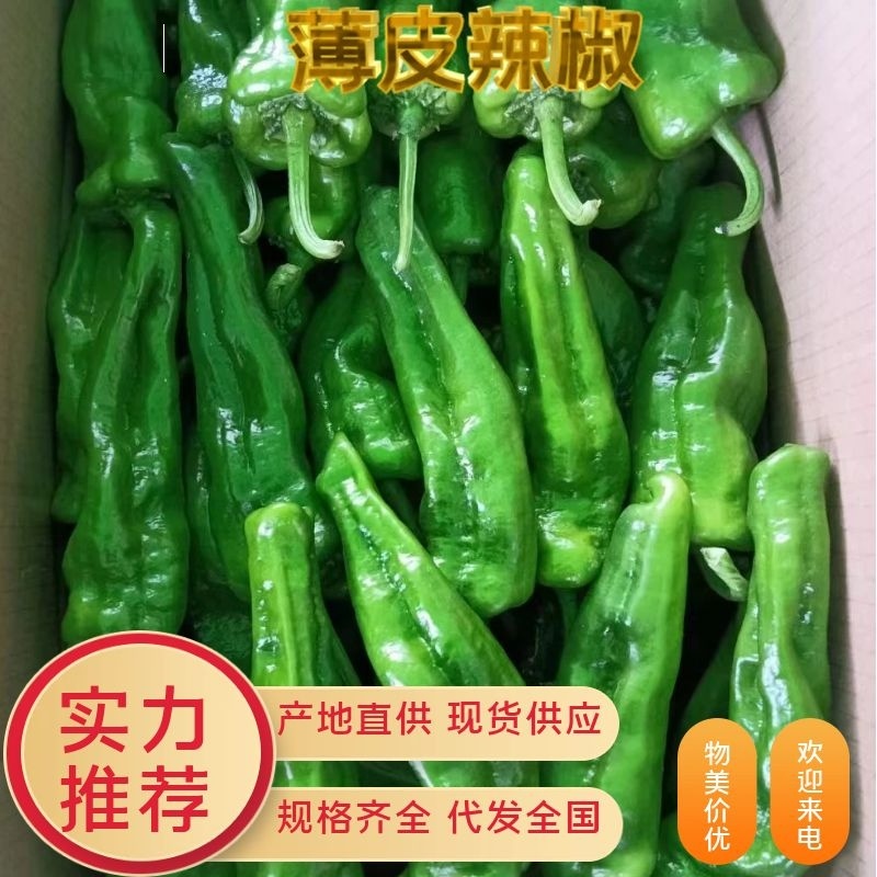 【薄皮辣椒】现摘现发支持各种包装诚信经营全国代发